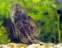 Аквариумная рыбка анцитрус обыкновенный
