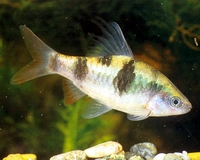 Аквариумная рыбка барбус арулиус