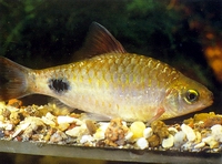 Аквариумная рыбка барбус филаментоза