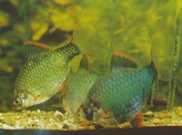 Аквариумная рыбка барбус суматранский, мутант