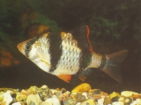 Аквариумная рыбка барбус суматранский