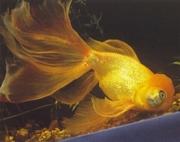 Аквариумная рыбка золотая рыбка (вуалехвост)