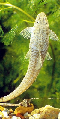 Аквариумная рыбка лорикария