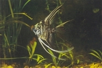 Аквариумная рыбка скалярия
