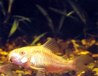 Аквариумная рыбка альбиносный сомик