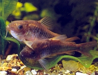 Аквариумная рыбка сомик золотистый